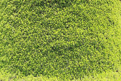 《老头环》DLC“黄金树之影”早在去年四月就开始开发